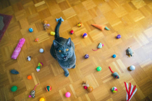 5 Best Toys for Your Bored Cat