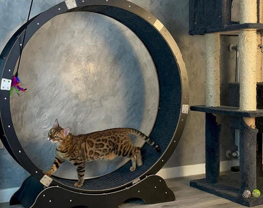 Exercise Wheel for Cats