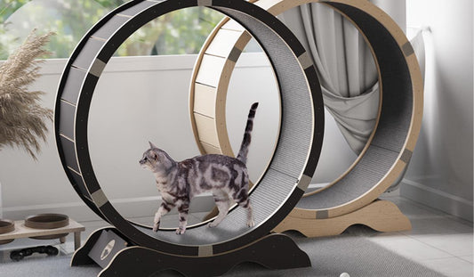 Unveiling the Benefits of Running Wheels for Cat Weight Loss