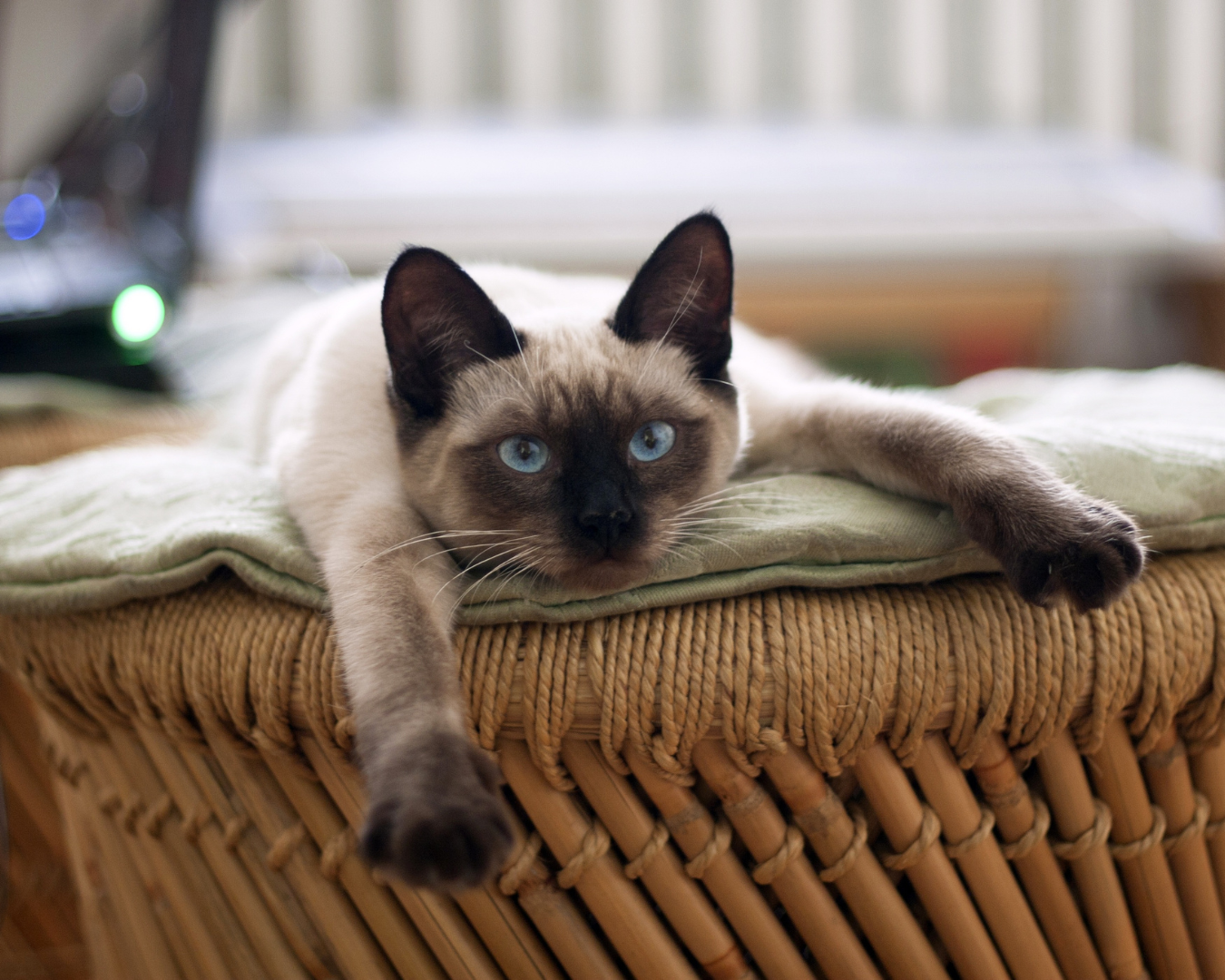 cat lying on its bed looking bored and depressed
