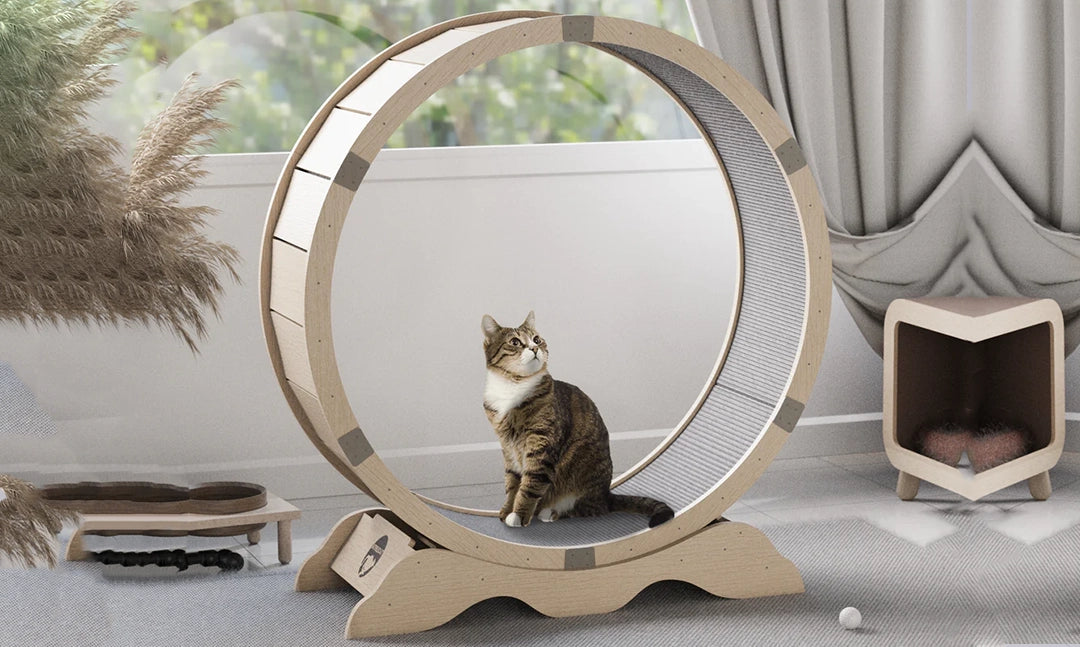 cat looking interested sat on a cat exercise wheel